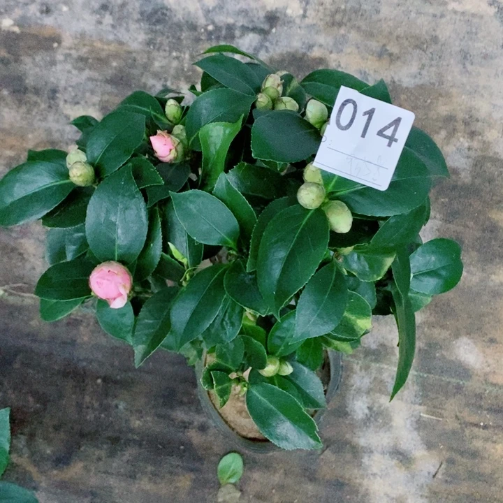 完全开放桃粉多色超五