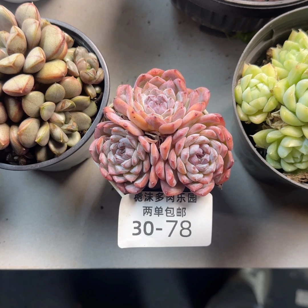 饼***干30-78冰冰多肉植物