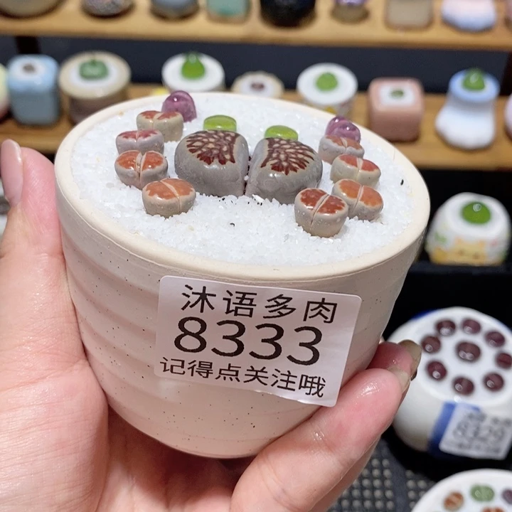 带盆土植物 精美盆栽 8333