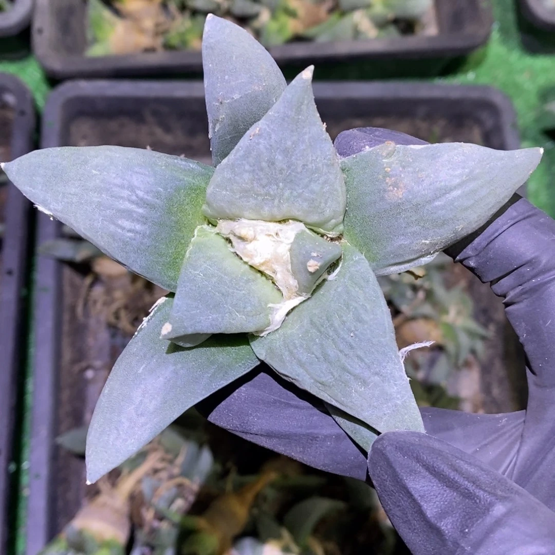 实生特价青瓷10.9cm