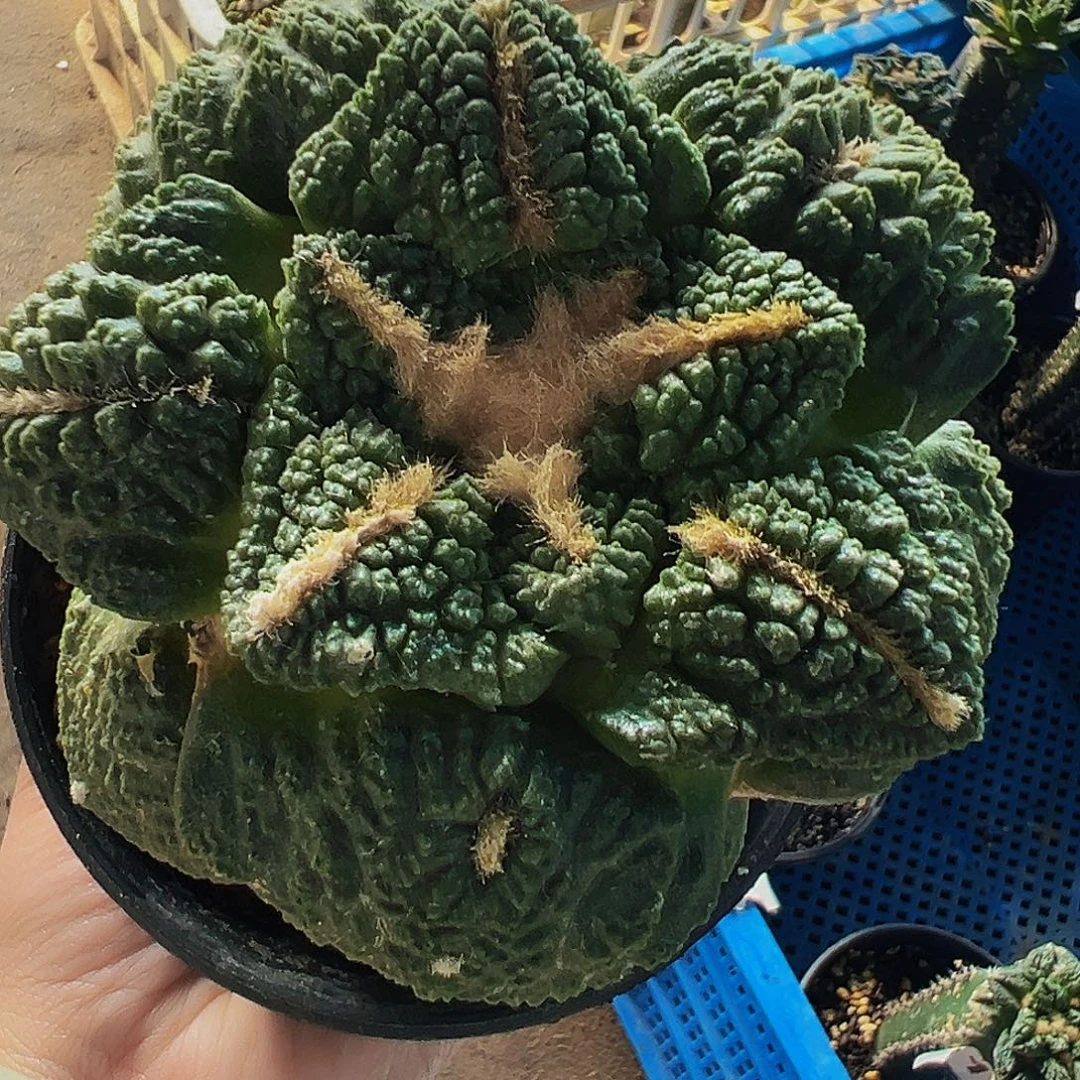 无花朵福利大尤龟甲牡丹691