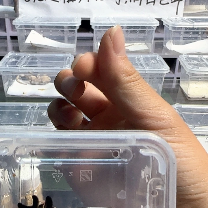 盐***吃睫角守宫睫角守宫幼体奶油