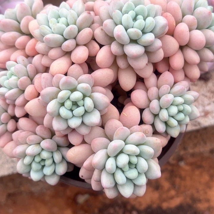 洛可可多肉群生5-15