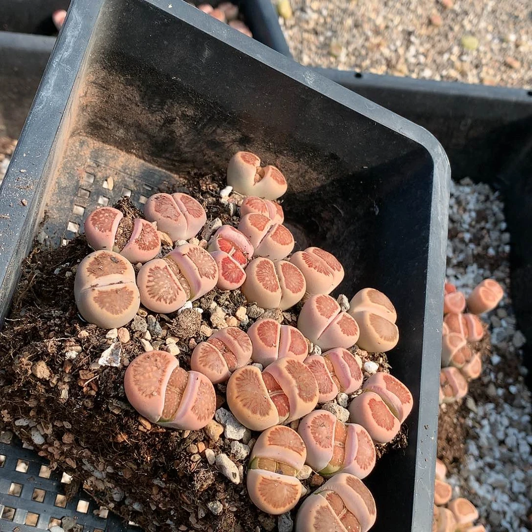 糖**宝B469多肉植物保护研究所