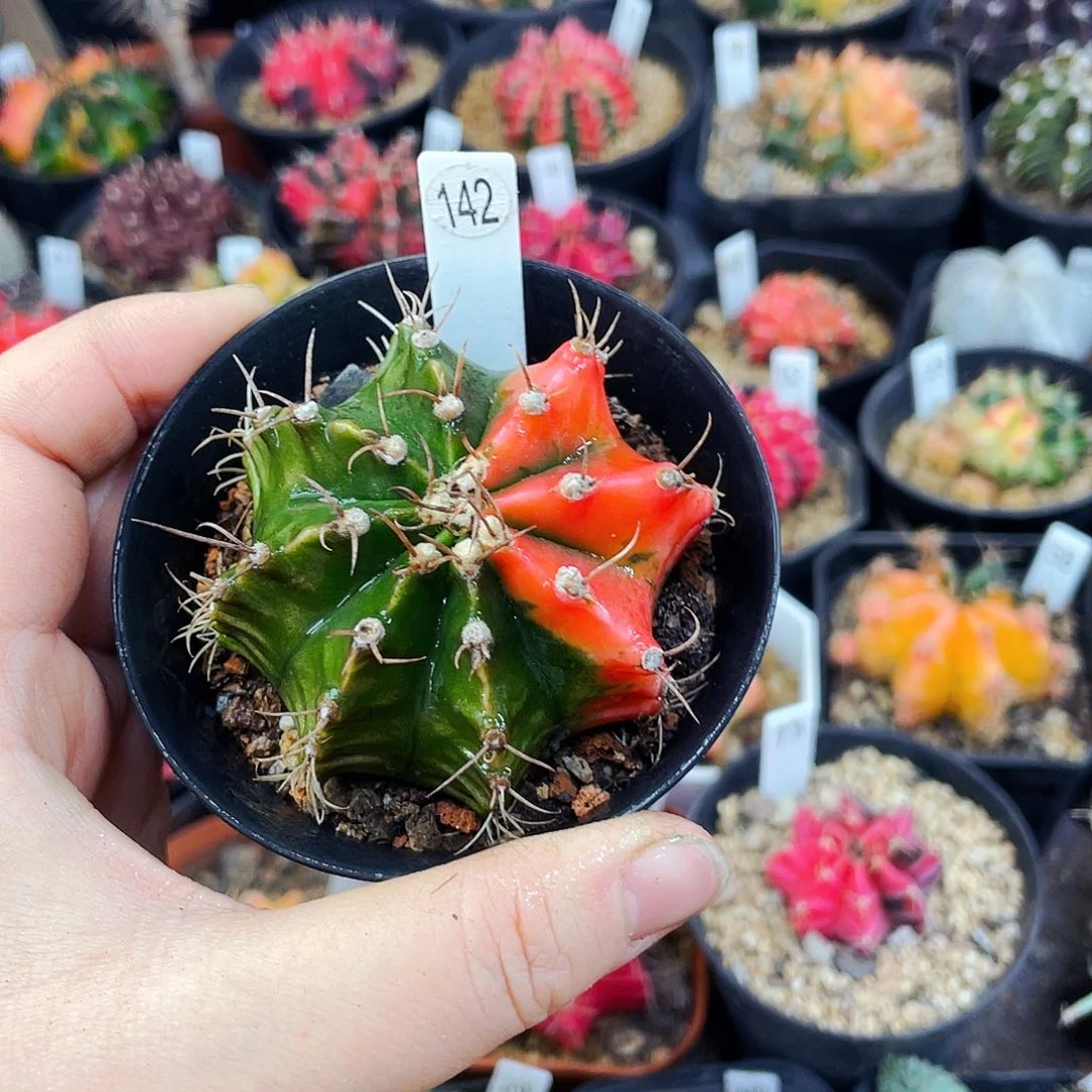 非偏远地区满25包邮仙人球