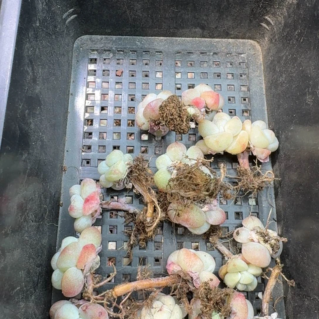 93 号到手1框，江北多肉