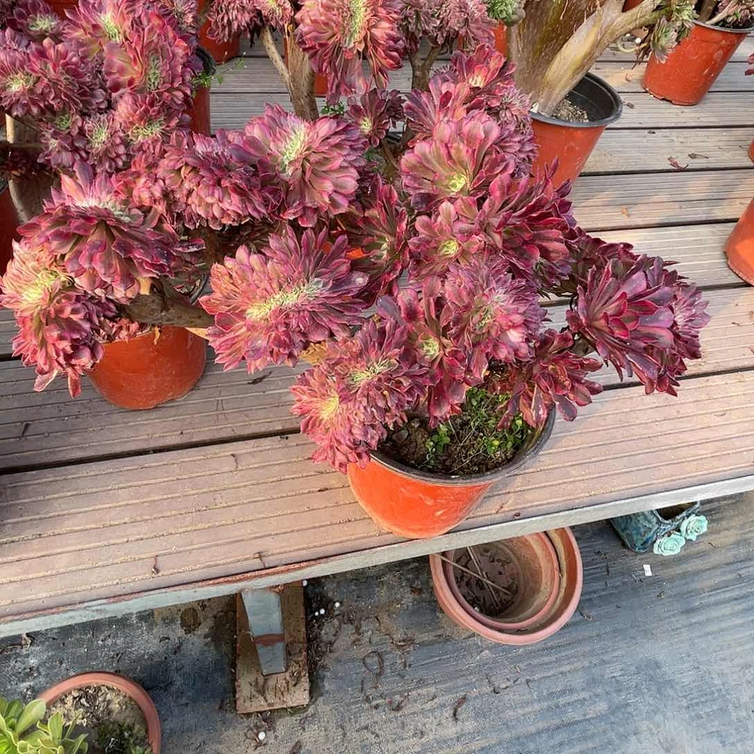 【闪购商品】全部花朵爱**已红铜壶超白
