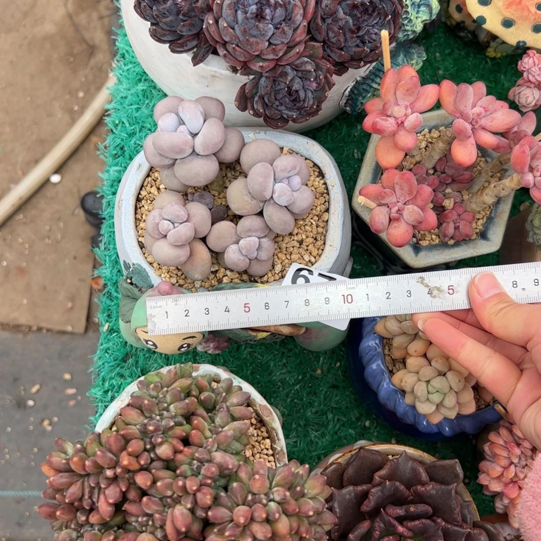 周*周674 多肉植物组合盆栽