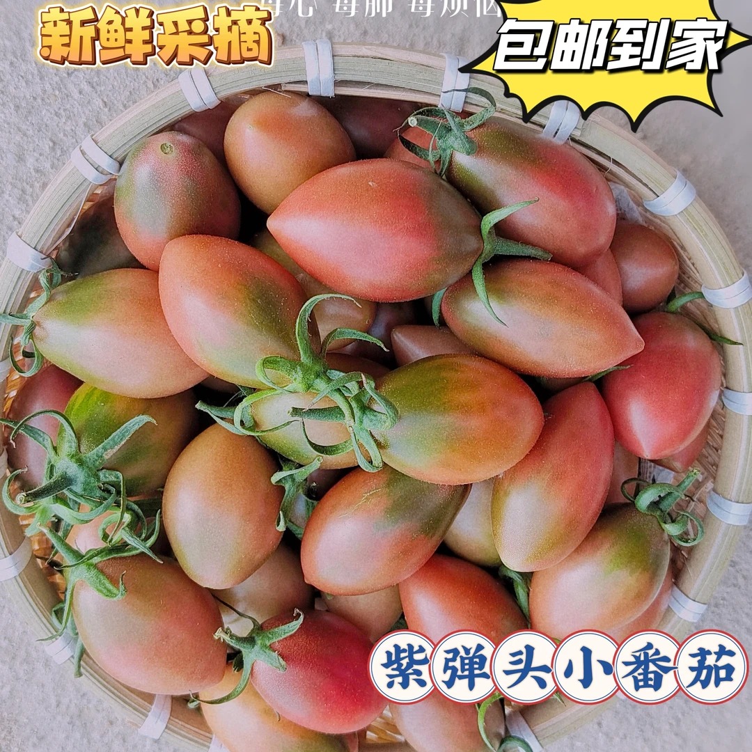 圣女果紫弹茄小番茄露天种植应季水果现摘现发广东陂洋特产