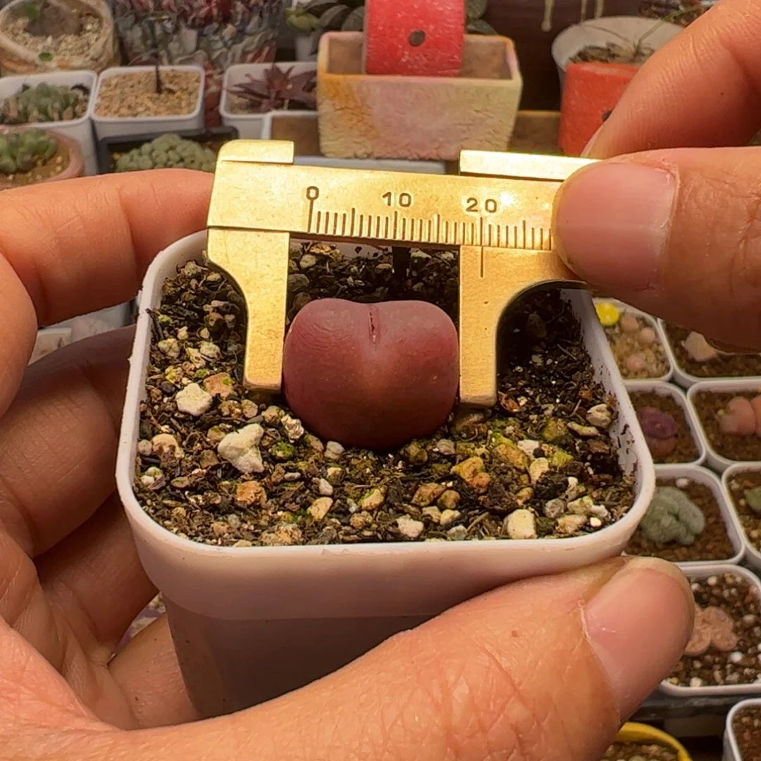 红宝石母本多肉植物百科