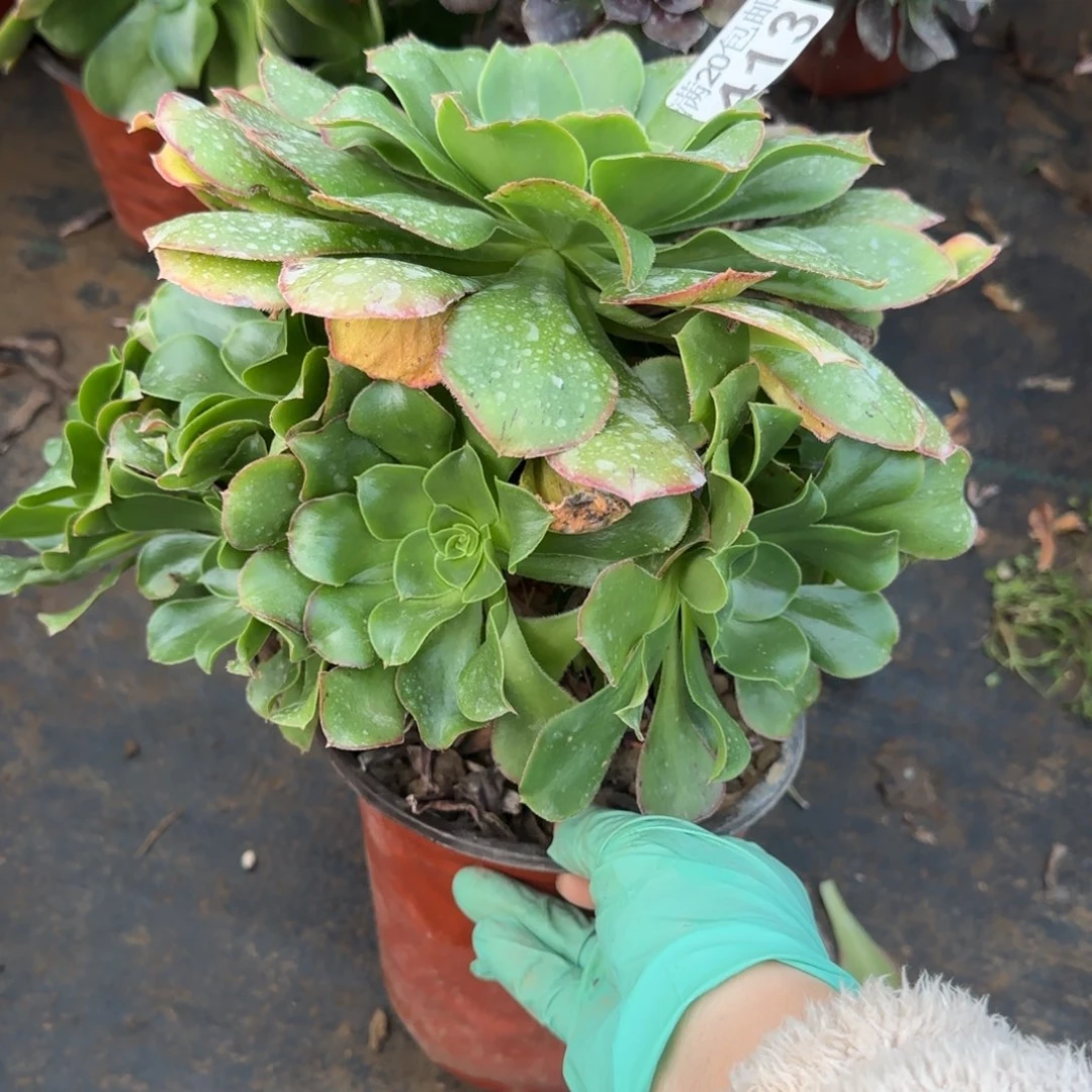 绿玫瑰413满20包邮断枝不包