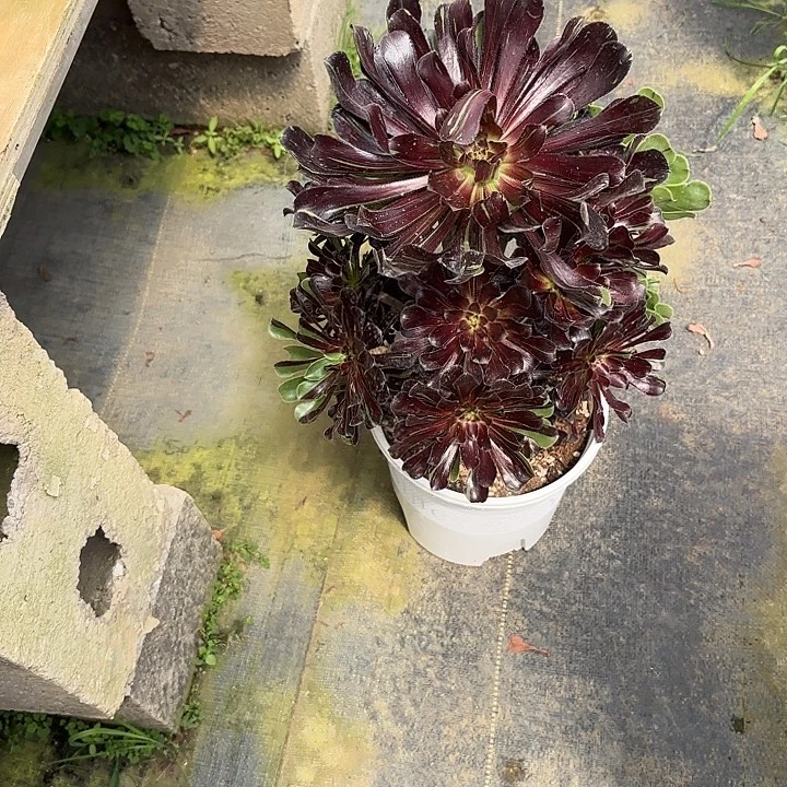 @***@法师多肉植物黑法