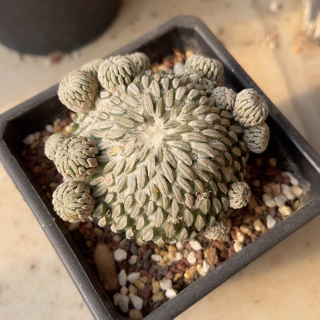 精巧丸仙人球一物一拍