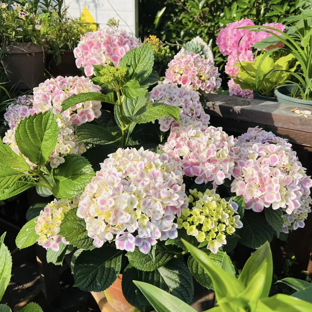 拇指薄荷 绣球花盆栽庭院阳台新手易养护喜水植物