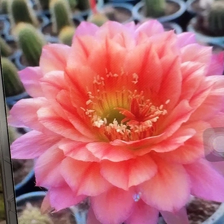 立夏侧芽5公分左右毛花柱容易掉刺