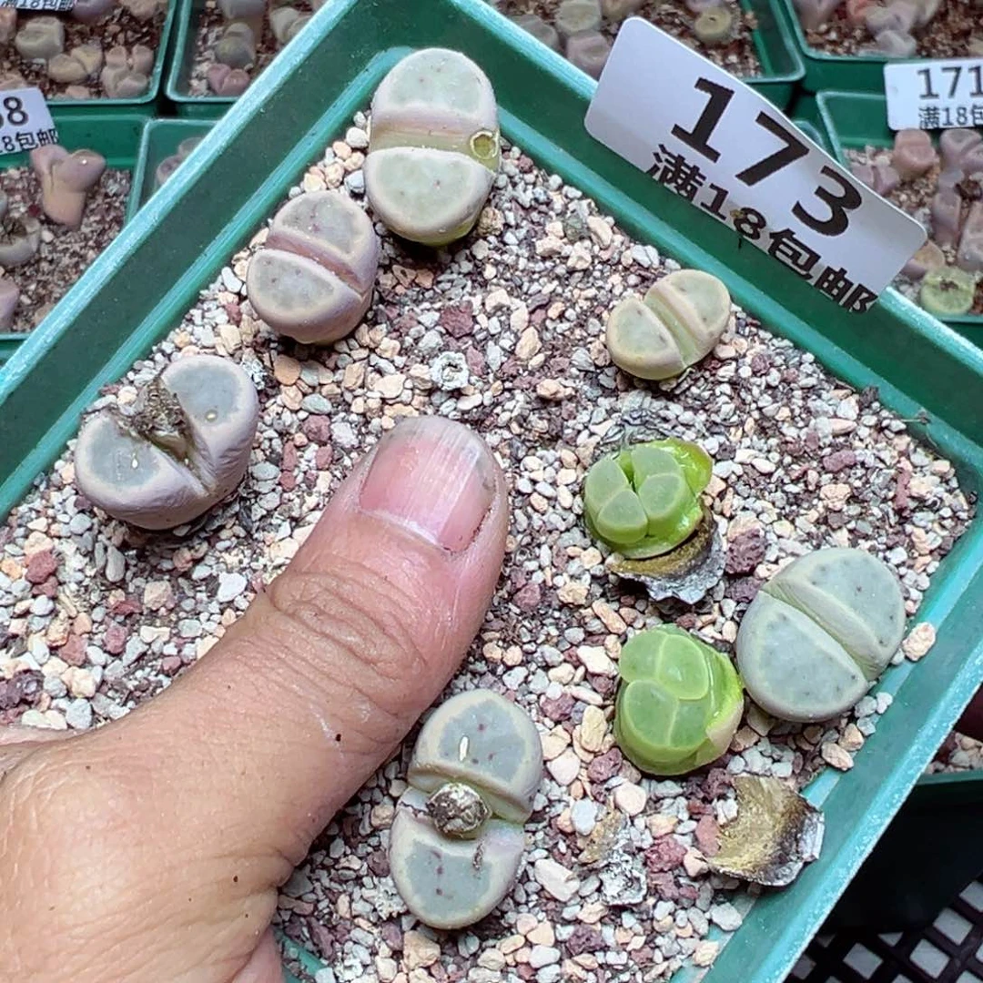 【闪购商品】 173.