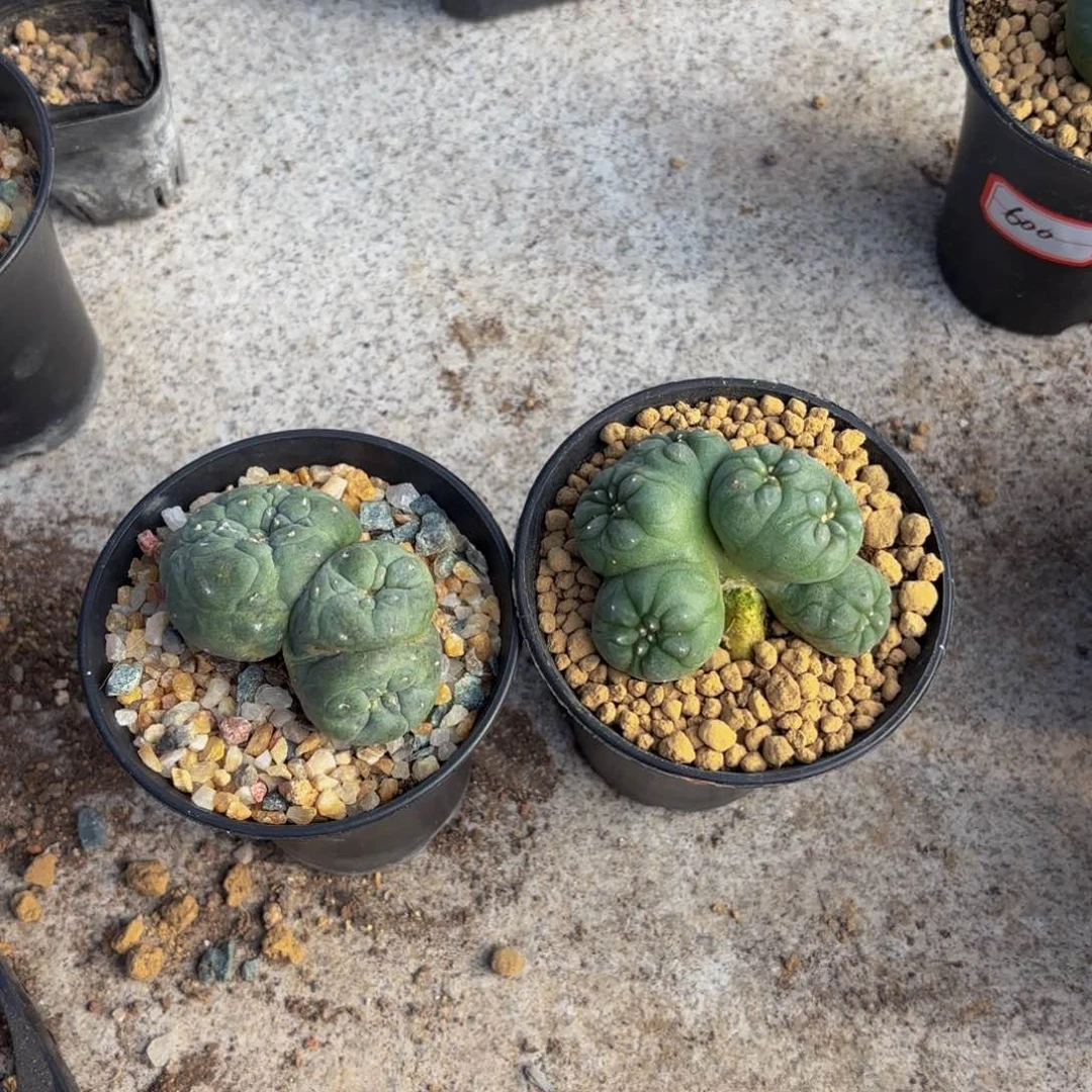 大*gGgggggg缀G g g g