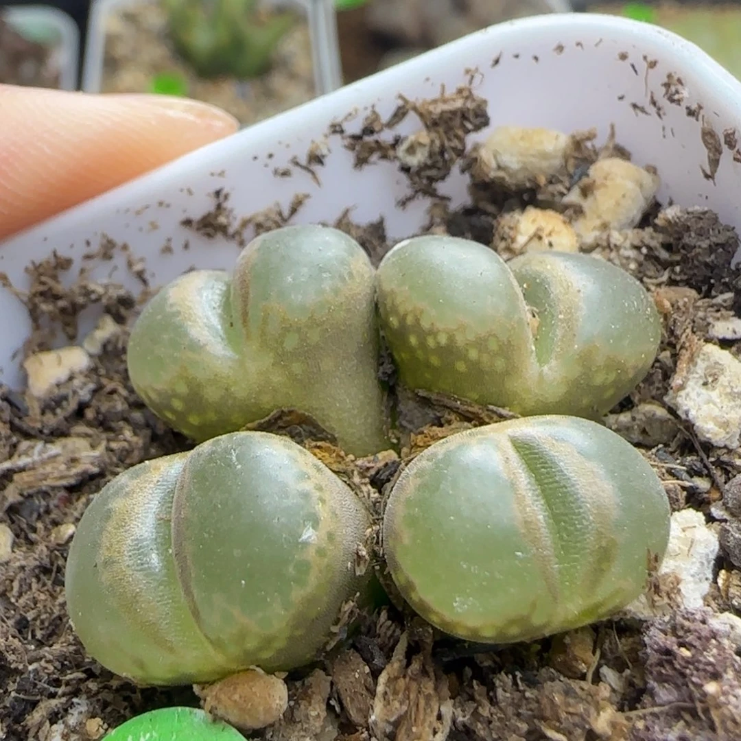 漂漂亮亮多肉植物312