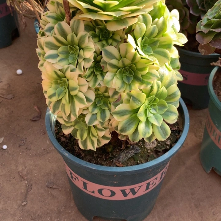 065金丝翡翠多肉植物特价