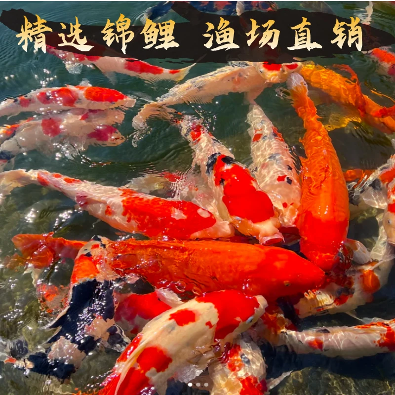 锦鲤活鱼观赏鱼三色红白淡水冷水好养耐活锦鲤马印灯照射介意勿拍