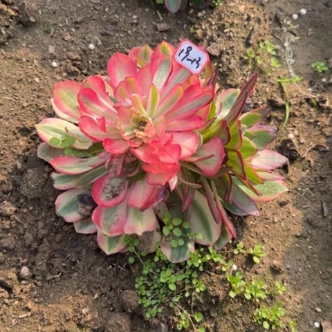 19-13粉花妖地理多肉植物