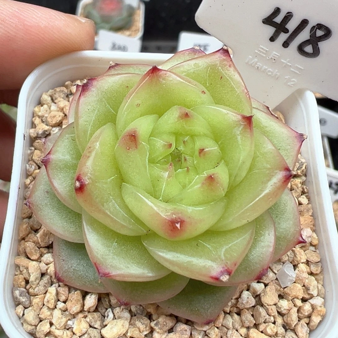 418号杜若珍妮 晗雨多肉