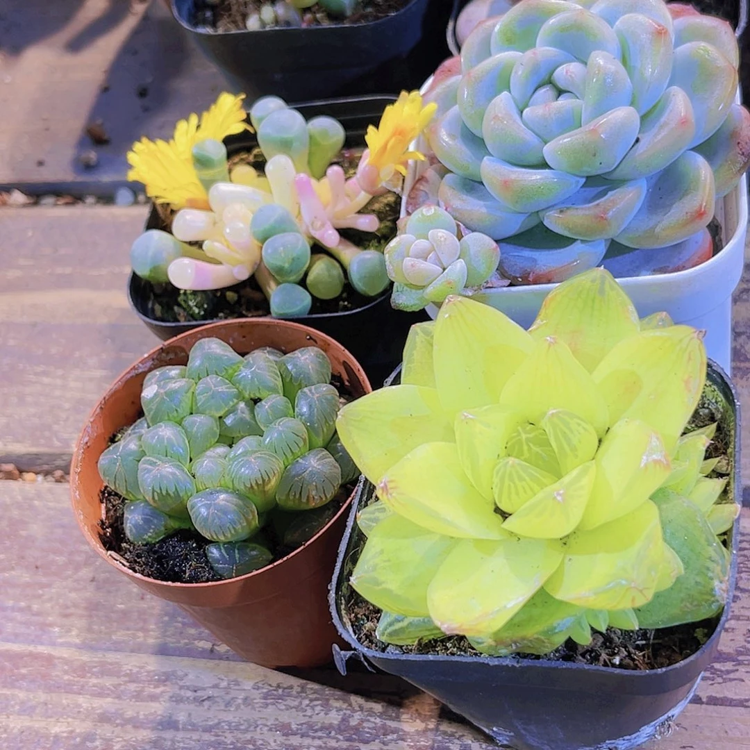 如图四盆11111111