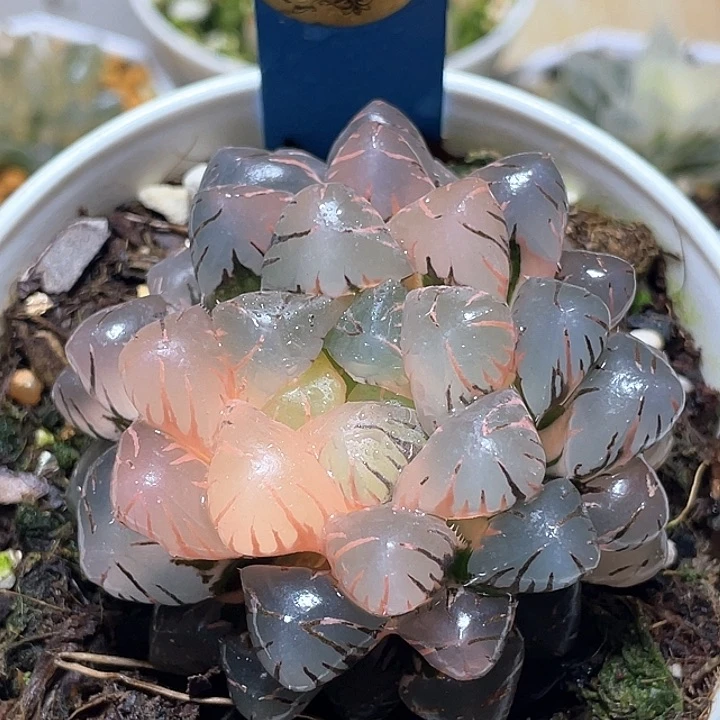 783潘燈錦母本一物一拍