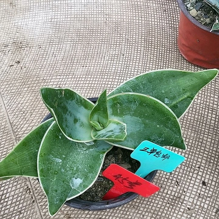 【闪购商品】无花朵银方锦芦荟