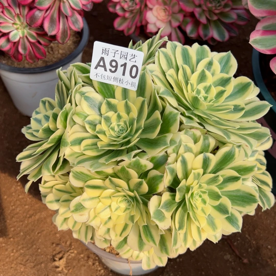 910迈巴赫尺寸28左右