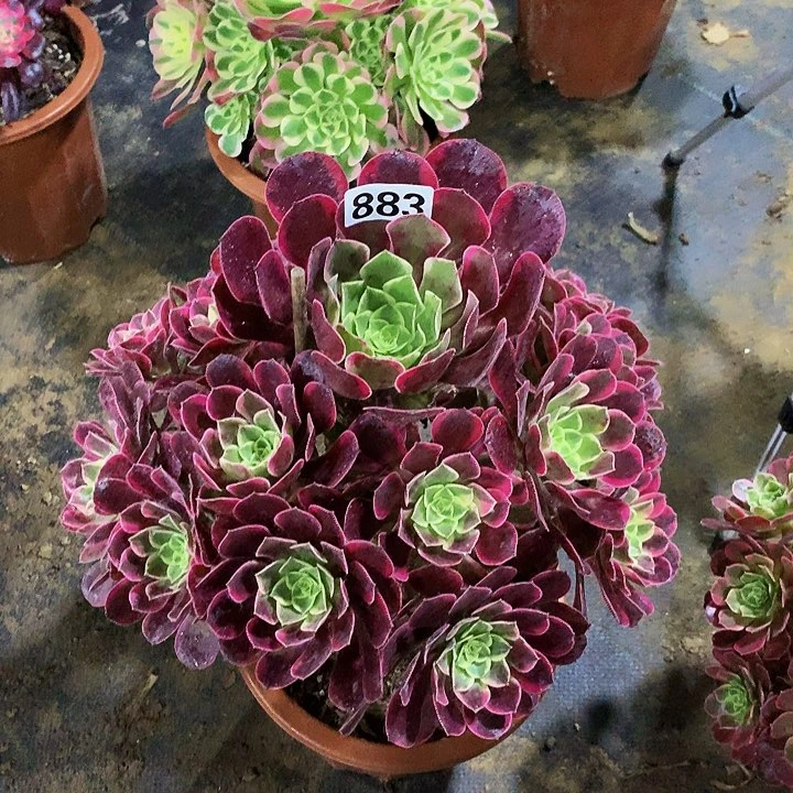 t****p多肉金丝雀883000