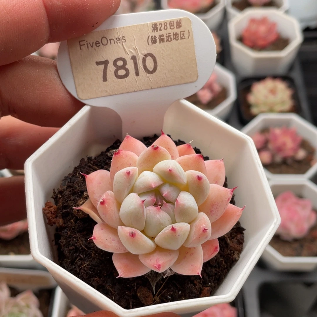 如梦令7810-4.5厘米