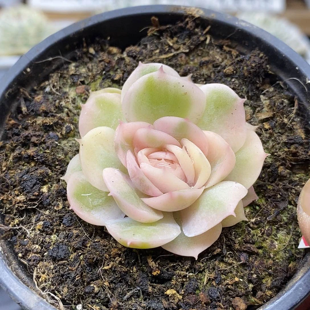 27224 漂亮昂斯诺锦