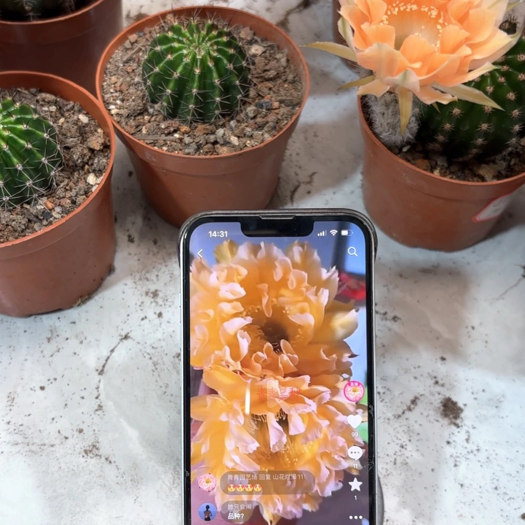 彩草黄金甲7公分左右