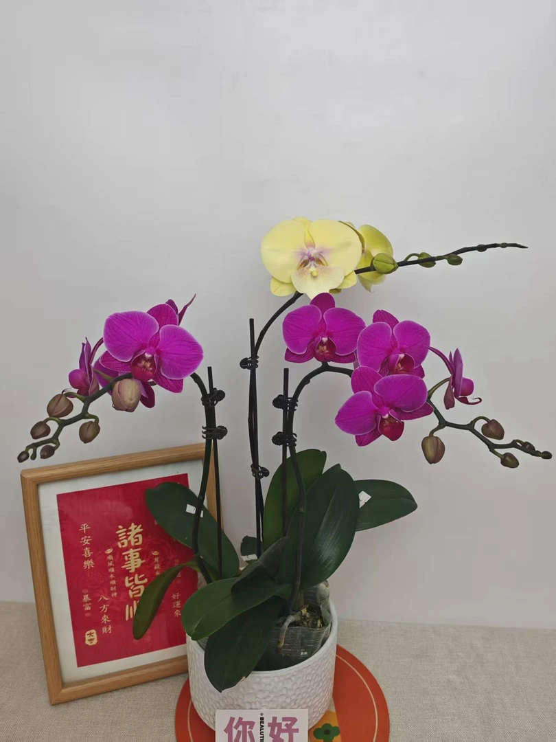 蝴蝶兰【大吉大利+福星】紫粉色系经典名兰室内绿植盆栽花期