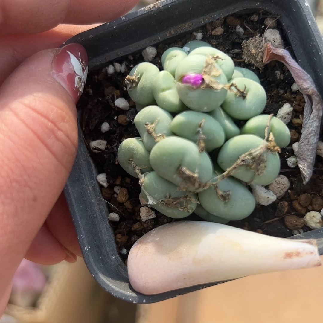 多肉植物多肉植物
