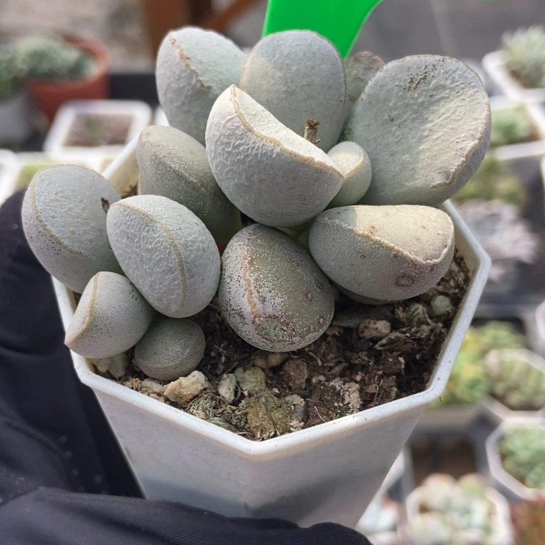 3123妖姬多肉植物多肉