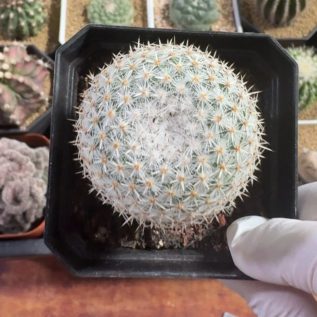 希望丸仙人球21334