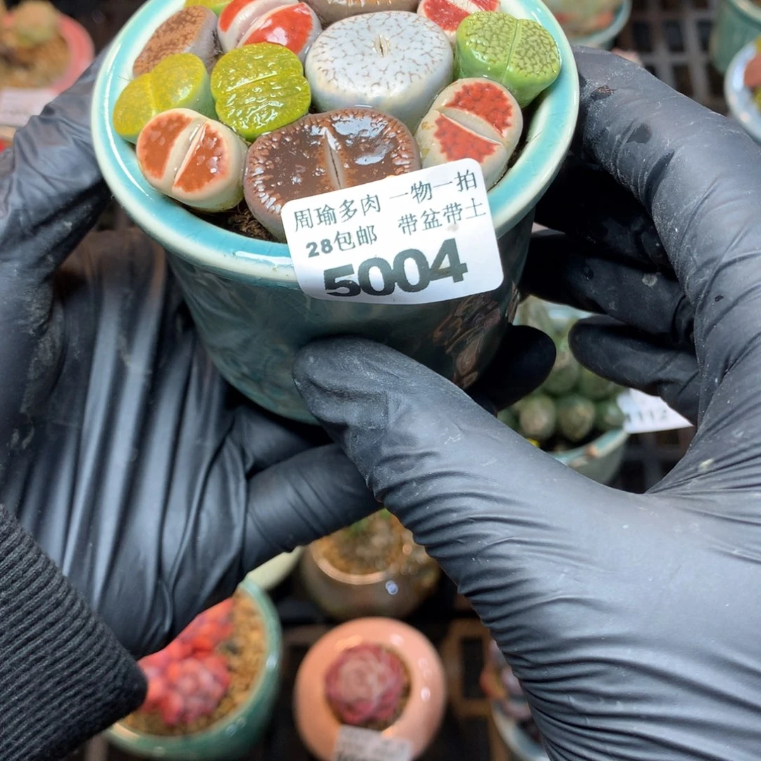 精控多肉植物5004