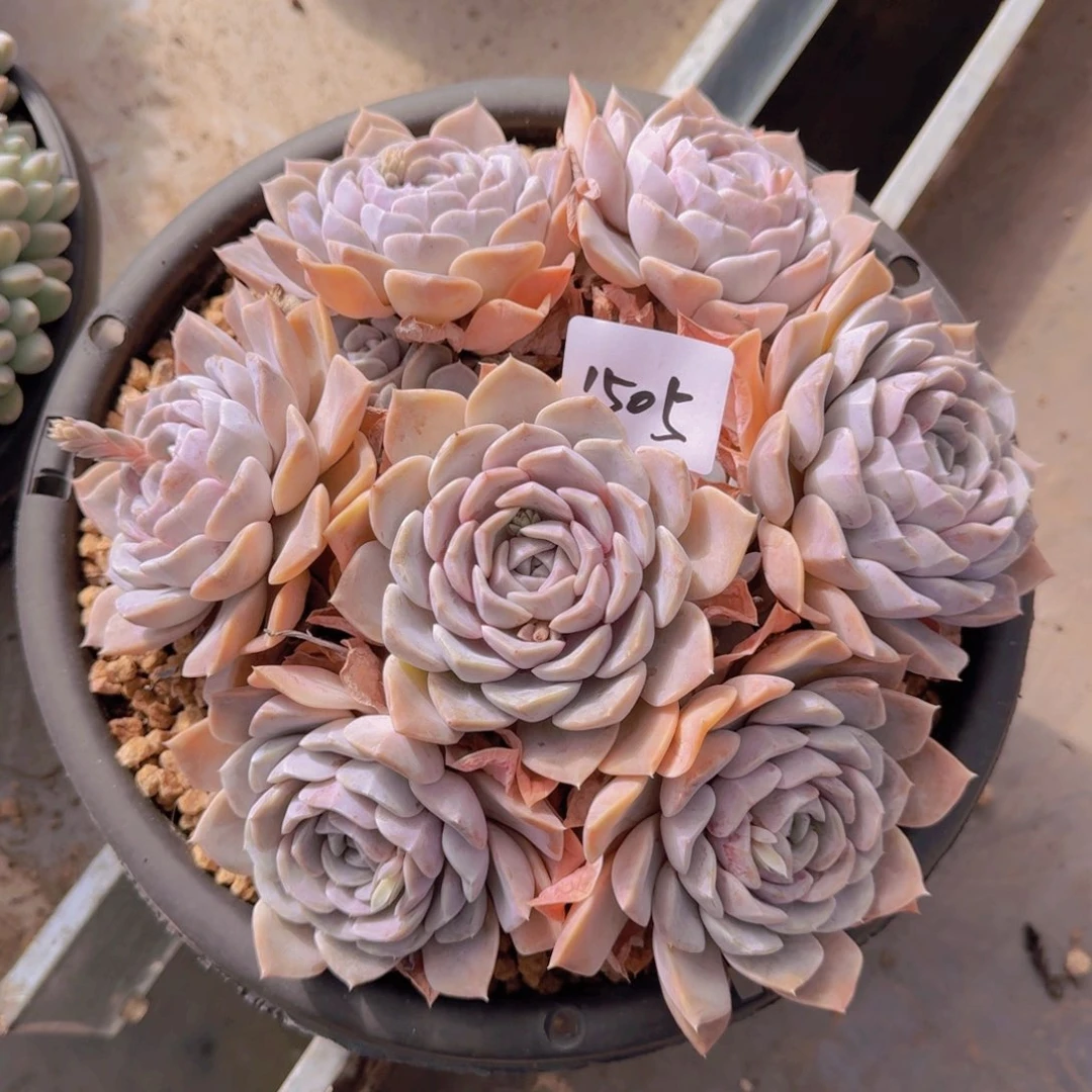 1505汉堡多肉植物