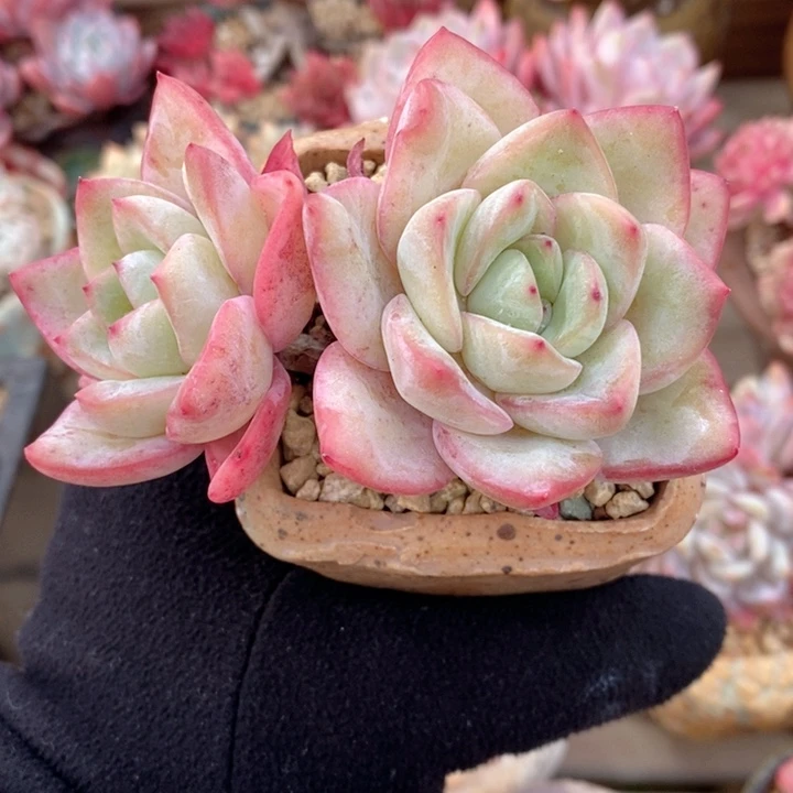 泡芙 韩货精品666