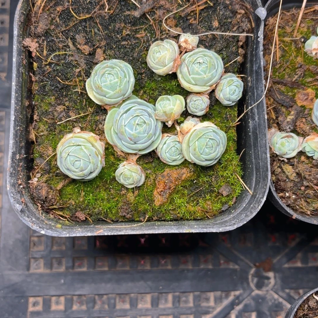 子持莲华多肉9.9包邮发货