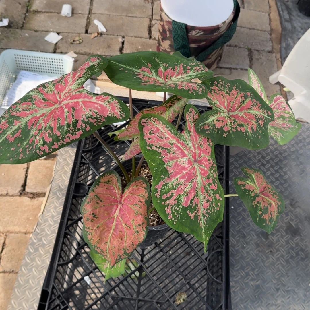 无花朵芭蕾舞058彩叶