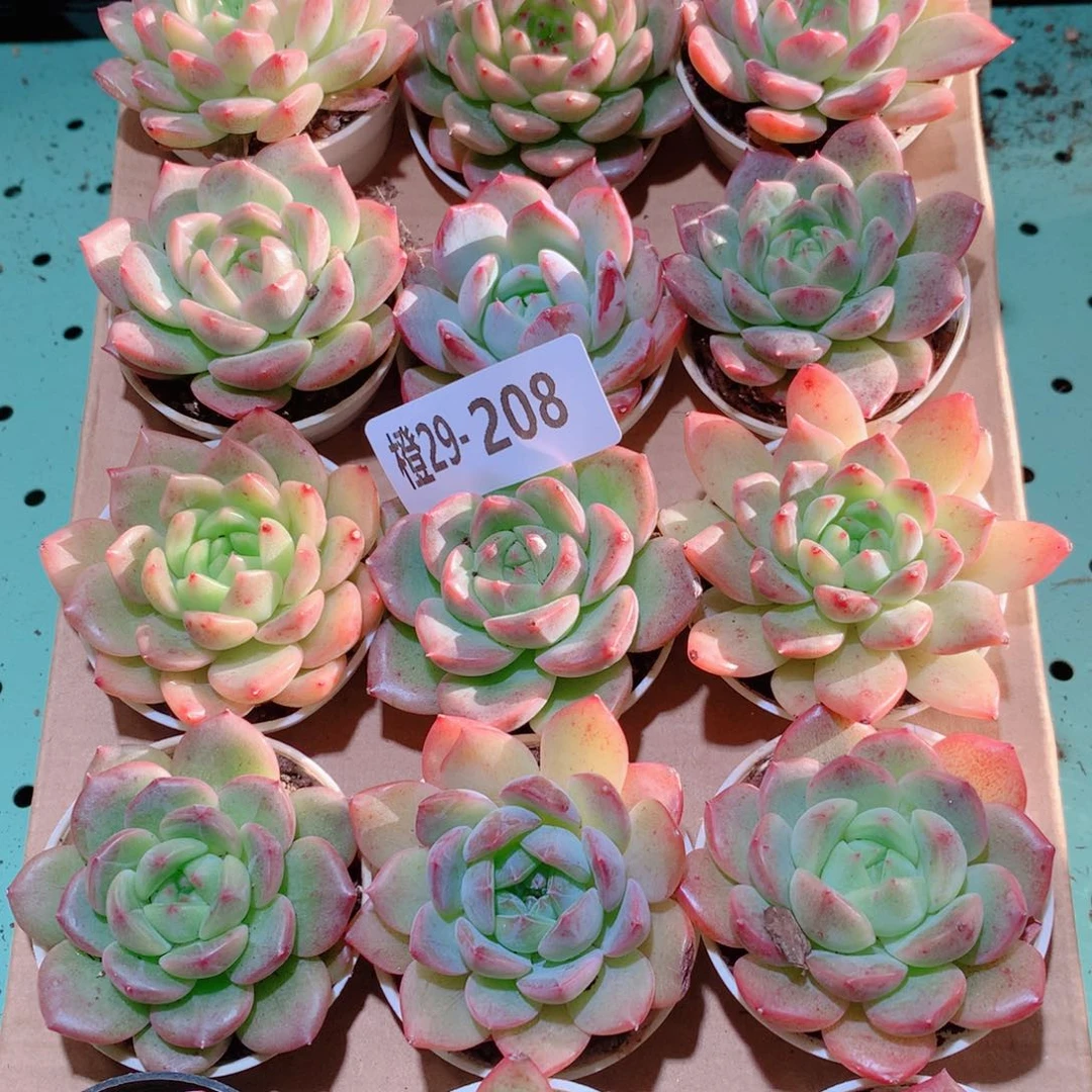 29-208一物一拍多肉带盆18颗