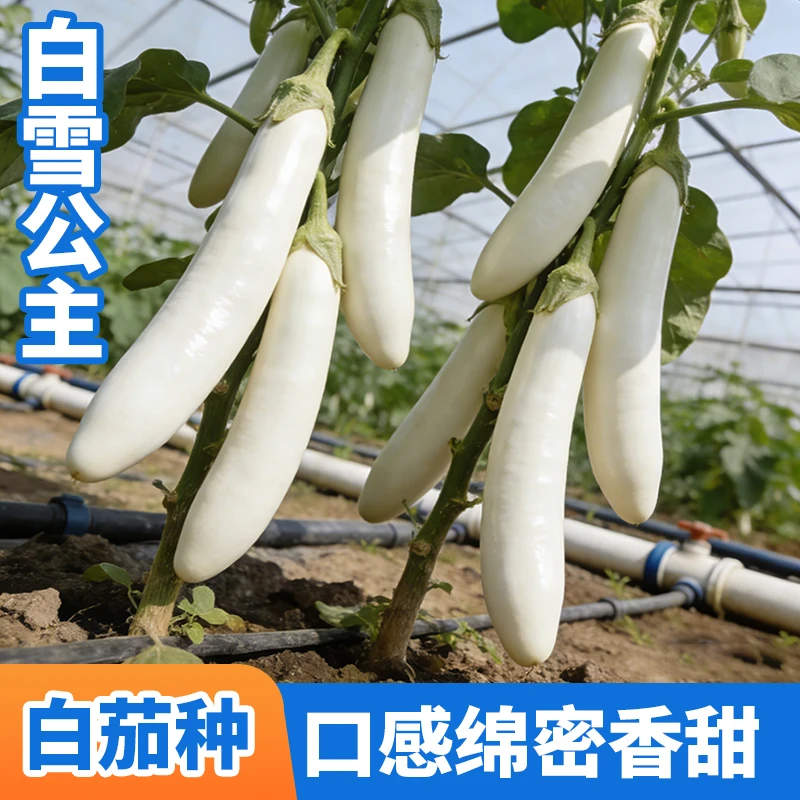 优选白雪公主长茄种子果形顺直无斑点皮薄细嫩口感佳家常鲜蔬必囤