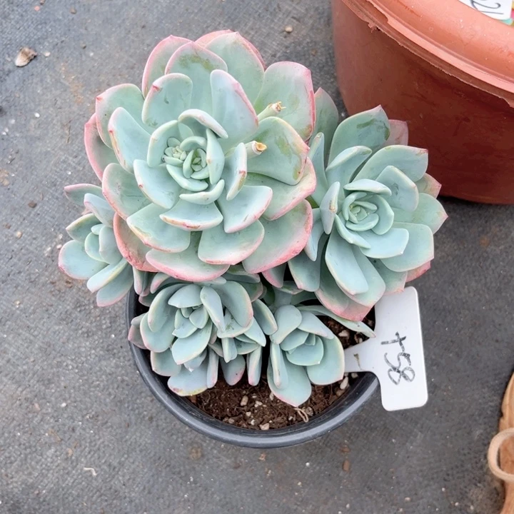 啊*嫂晨语多肉一物一拍+58