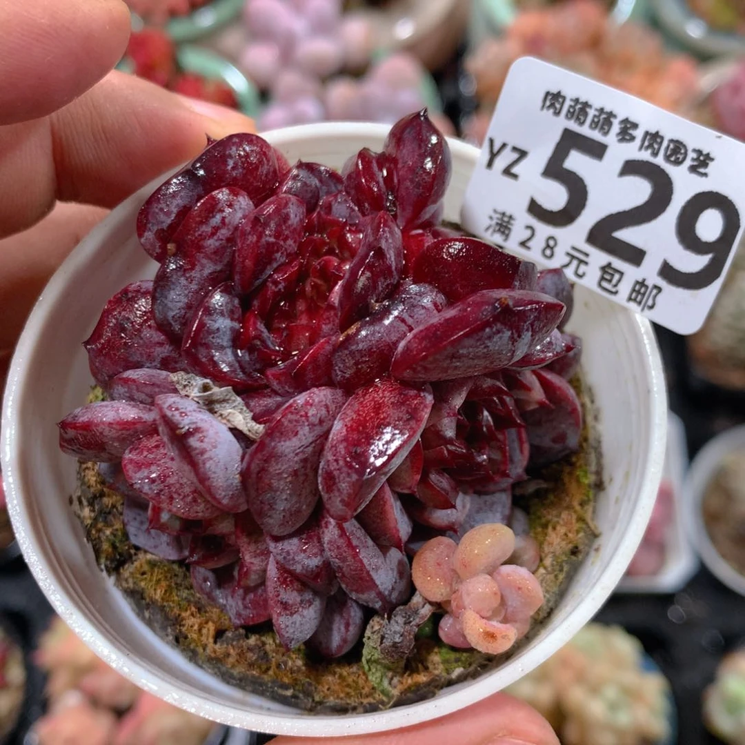 5CM拇指盆精控多肉YZ529