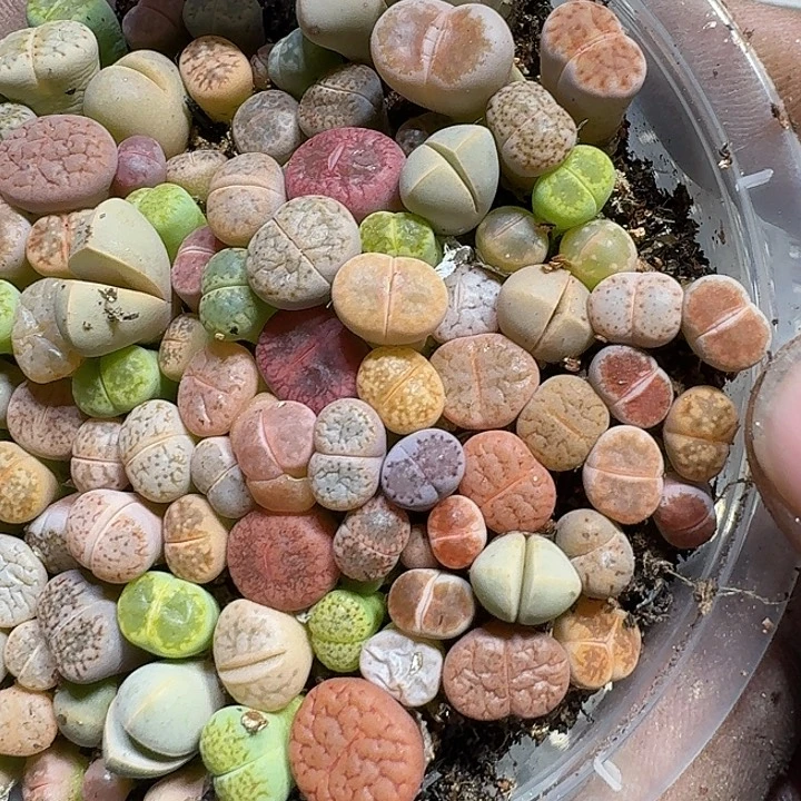 411 多肉植物多肉植物