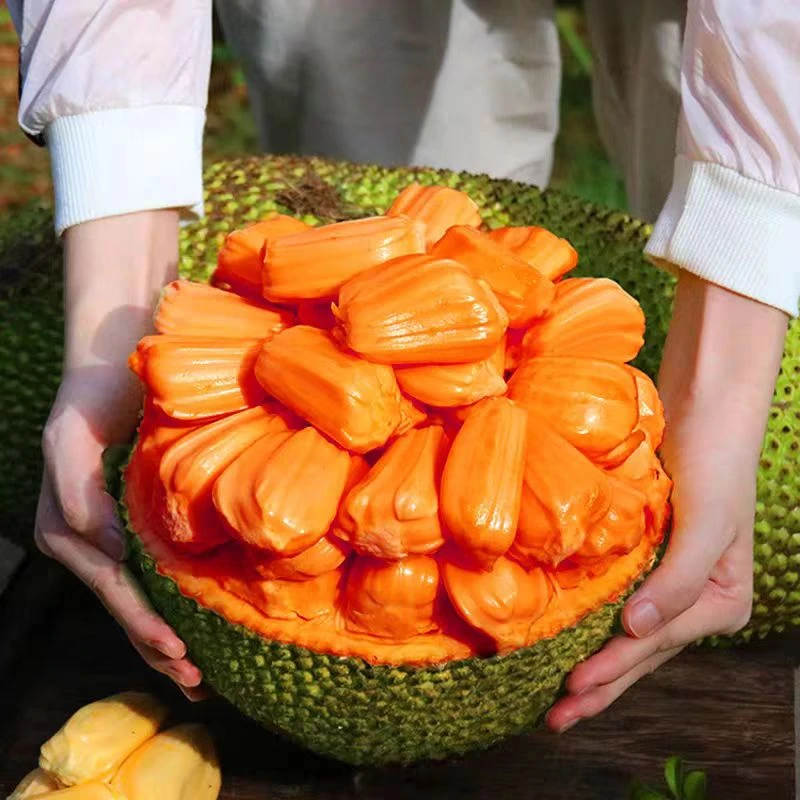 玫瑰红菠萝蜜红肉菠萝蜜新鲜水果红肉菠萝蜜越南社会主义共和国