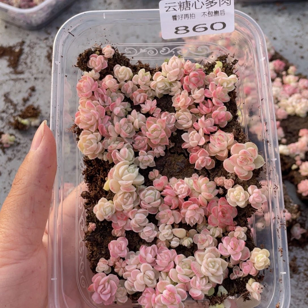 云糖心多肉植物860